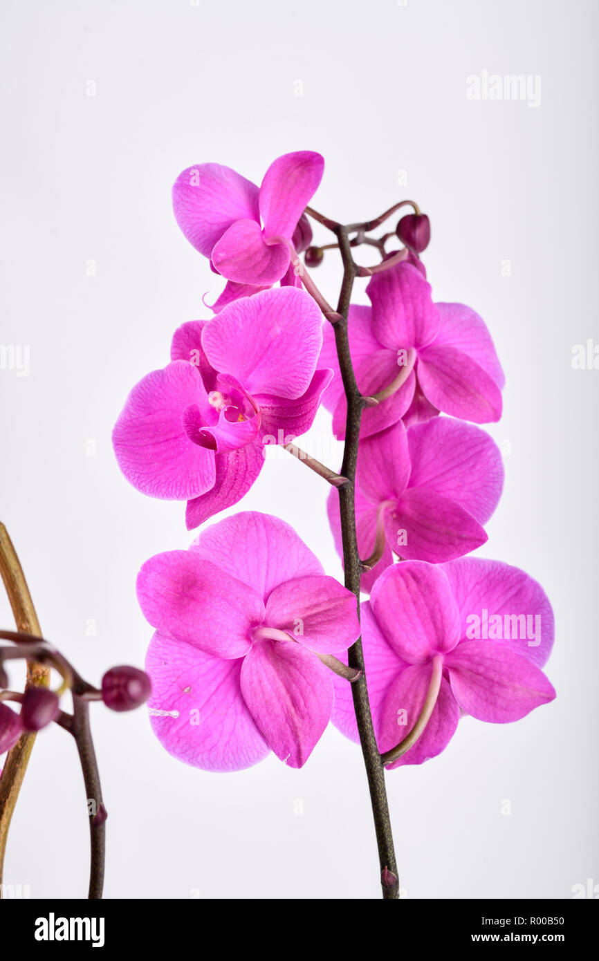Pink Orchids on a white background. *** Local Caption *** Stock Photo