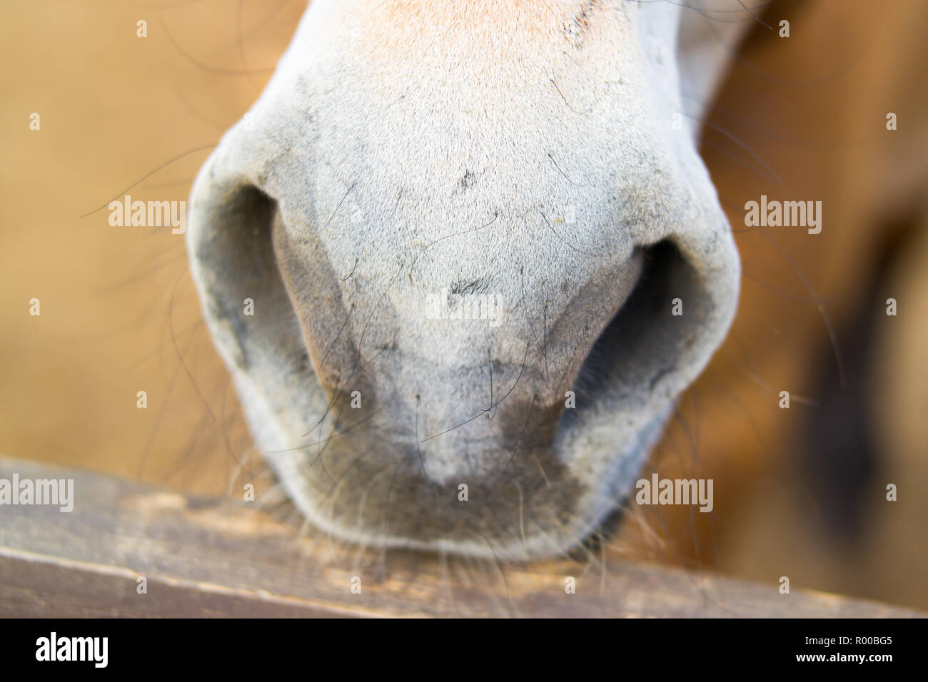 White nose, nostrils of a brown horse. Close-up Stock Photo