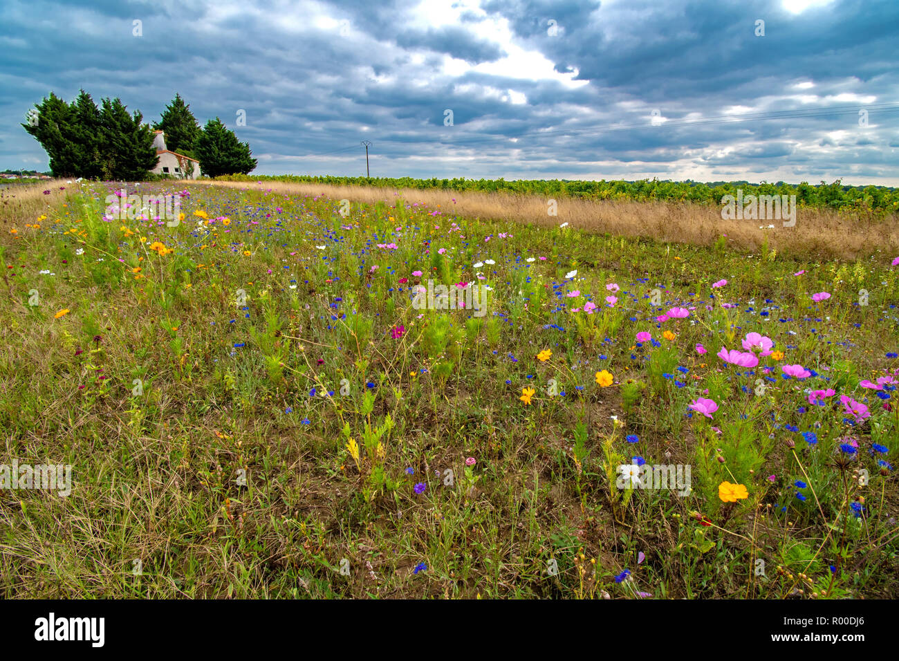 Field of wildflowers in western end of the Loire Valley France Stock Photo