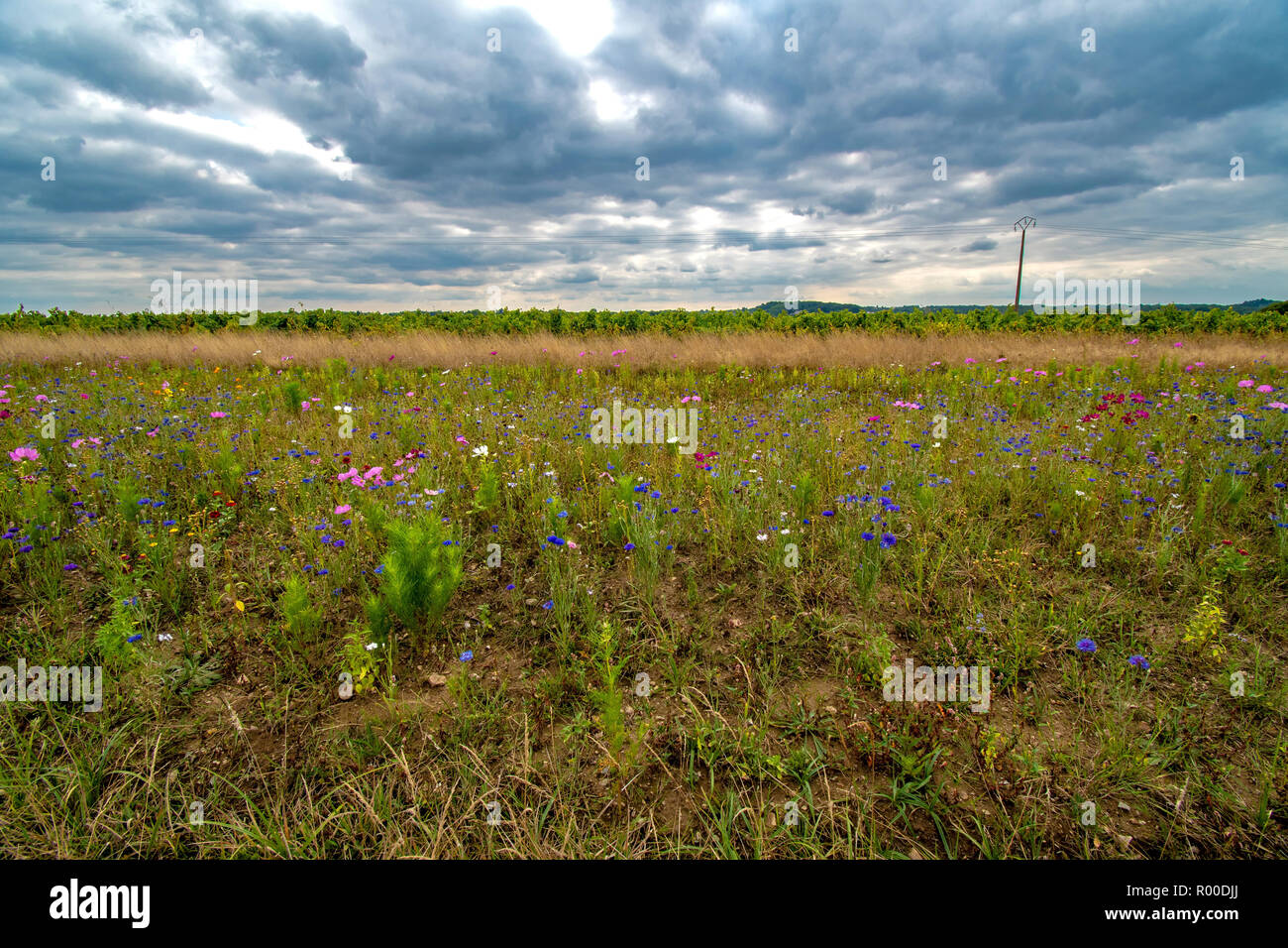 Field of wildflowers in western end of the Loire Valley France Stock Photo