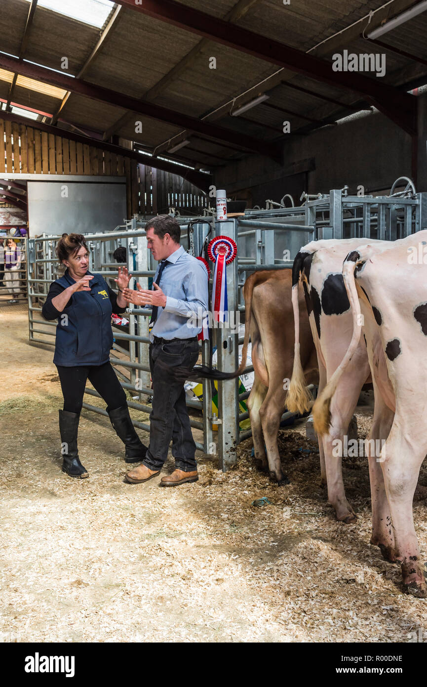 A man and woman discuss the merits of the awards given to the winning black and white dairy cows at the Bentham agricultural show in north Yorkshire Stock Photo