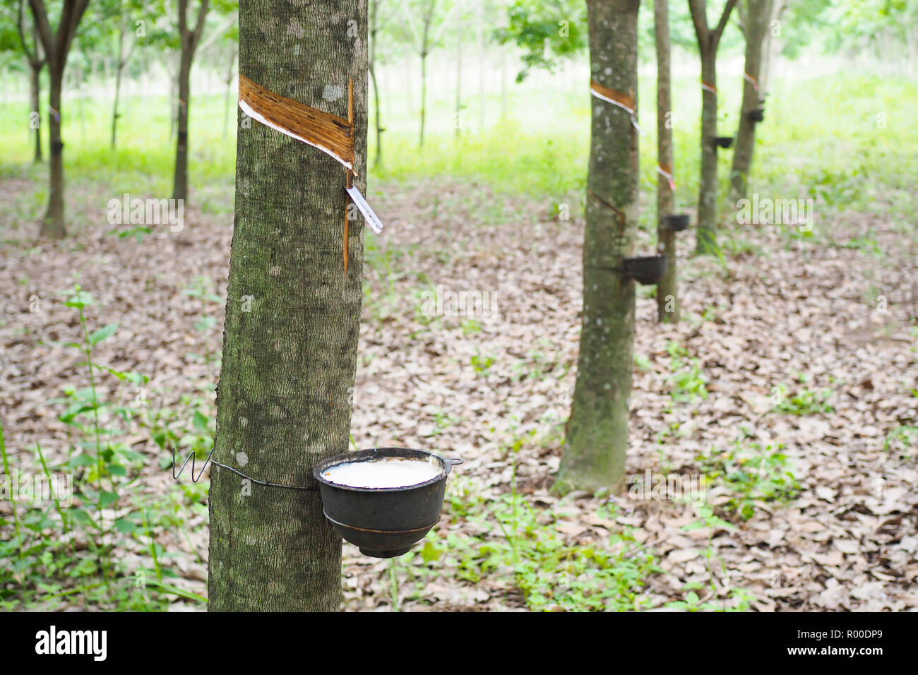 Thailand rubber deals