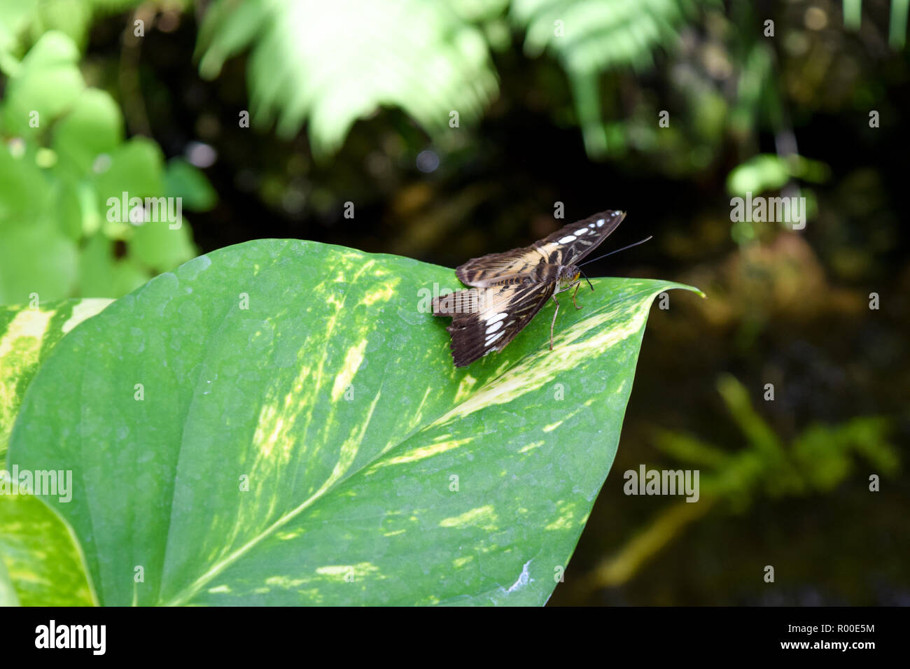 Beautiful butterfly sitting on a plant Stock Photo - Alamy