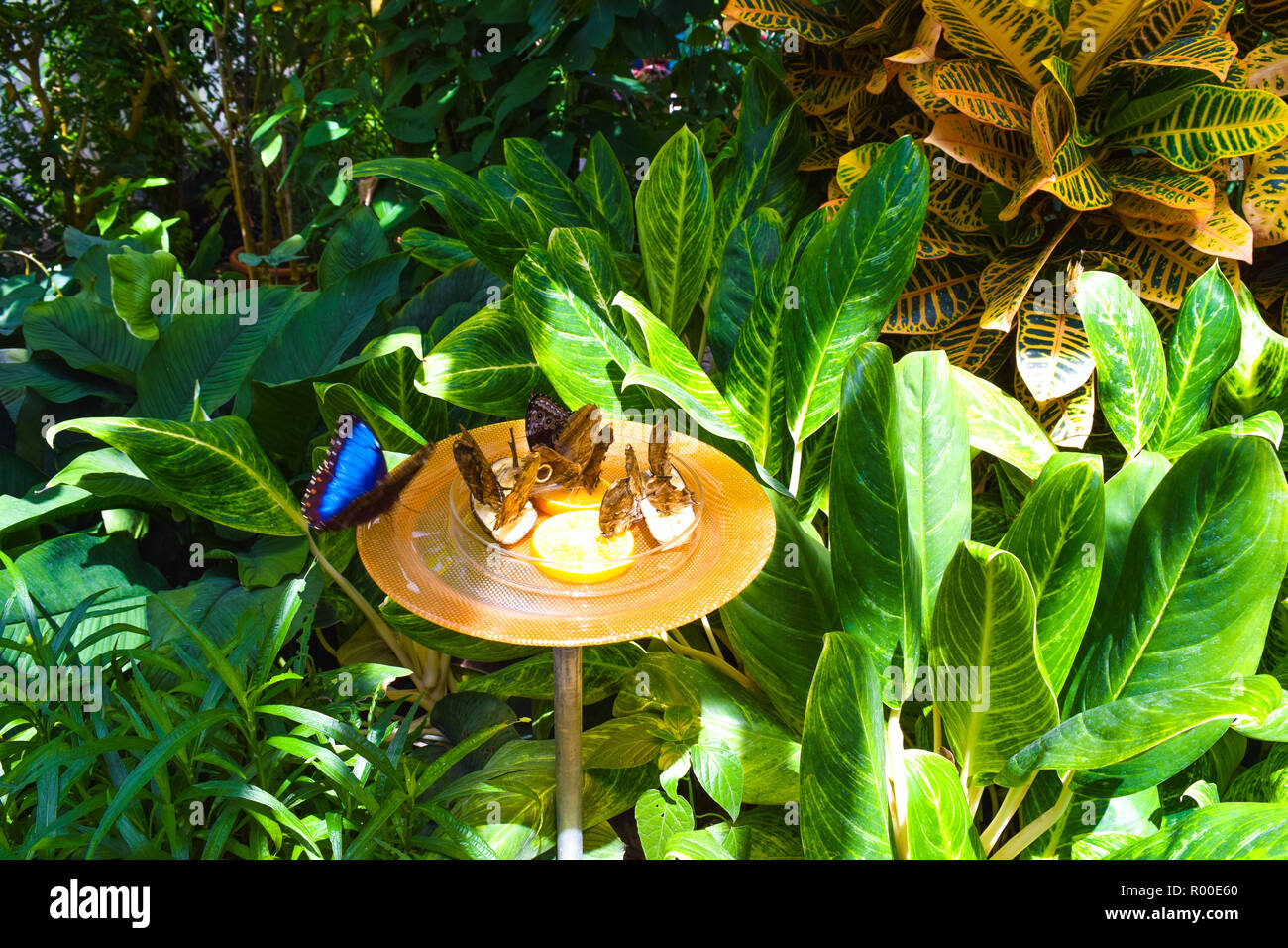 Butterflies eating oranges Stock Photo Alamy