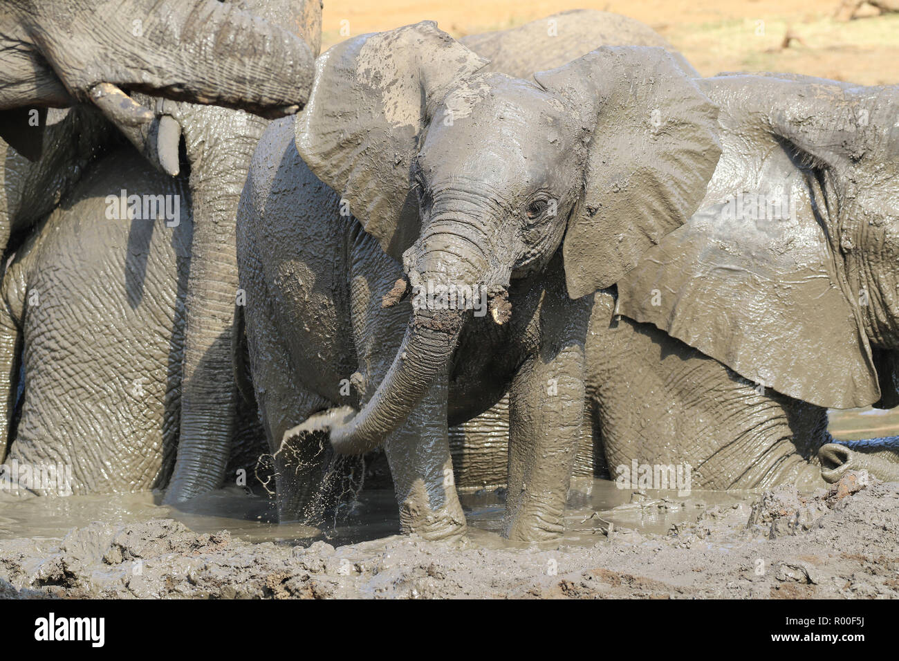 African Elephant Loxodonta africana calf wallowing in mudbath with herd at Sable dam Kruger National Park South Africa Stock Photo
