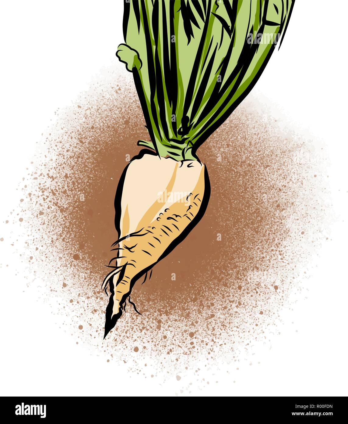 Hand drawn illustration of sugar beet. Vector food drawing. Stock Vector