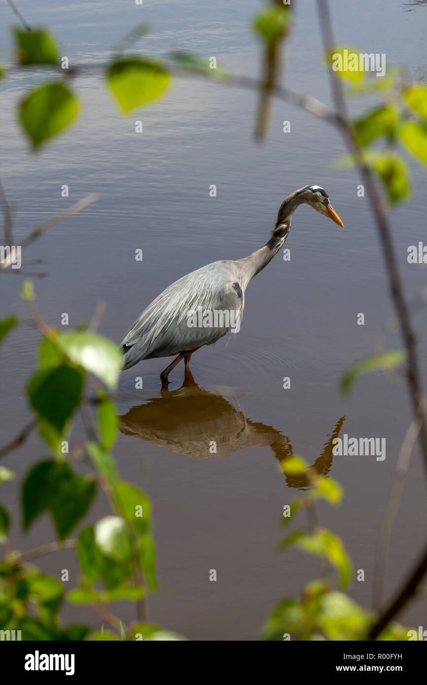 Great Blue Heron standing patiently in calm, Lost Lagoon, Vancouver. Eye intently focused on lake. Foliage and branches form oval frame around bird Stock Photo