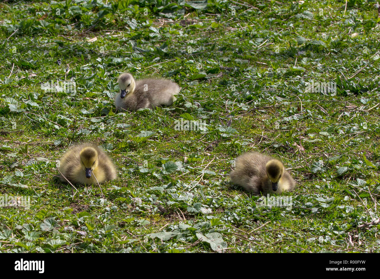A trio of young, fluffy goslings sit on the uncultivated ground around Vancouver's Lost Lagoon. Stock Photo