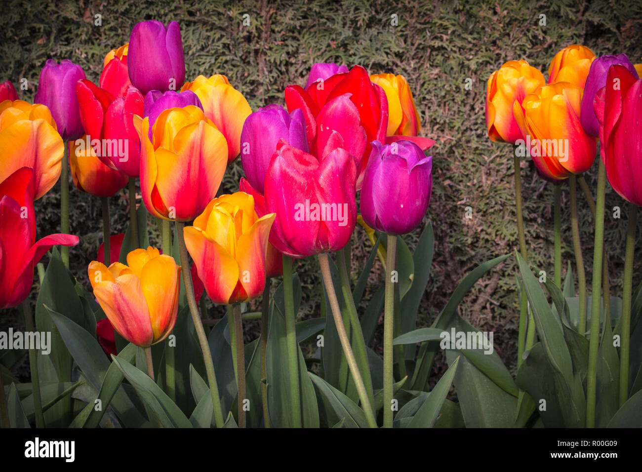 Collection of colorful tulips growing in front of a mossy background.  Vibrant petals of red, yellow, purple and pink contrast greenery Stock Photo