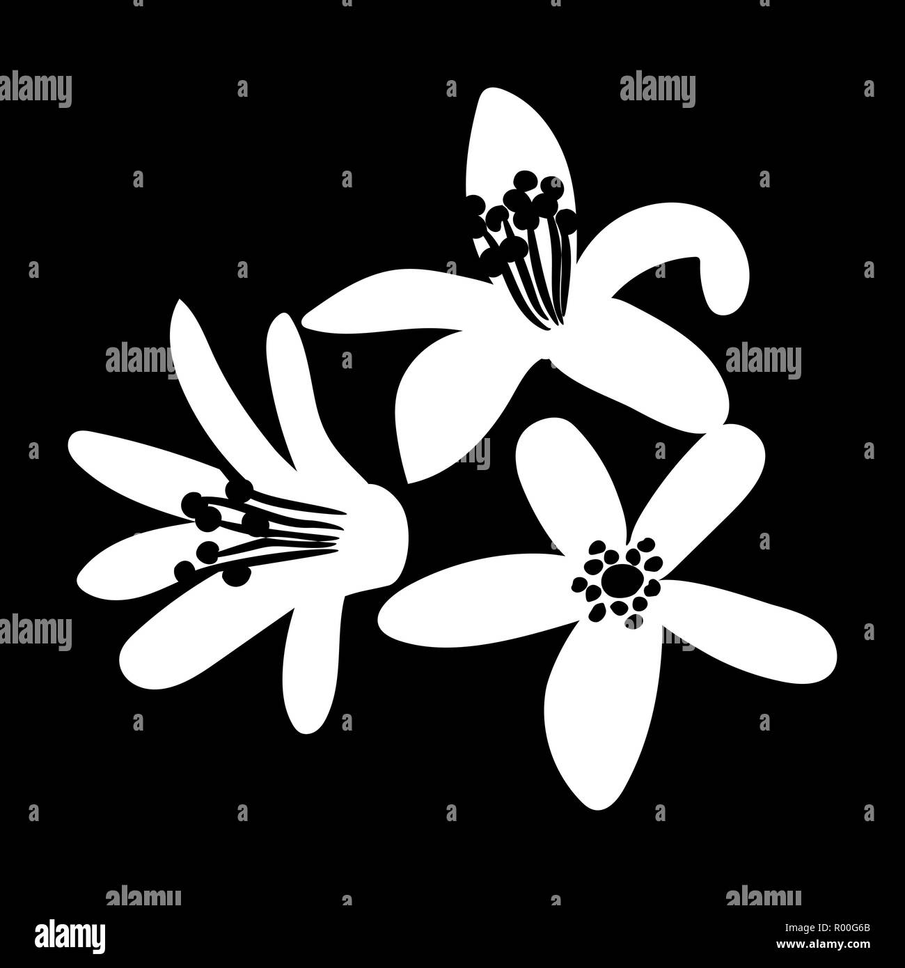 Branch of orange tree with white fragrant flowers. Neroli blossom. isolated logo icon. white silhouette. Vector illustration Stock Vector
