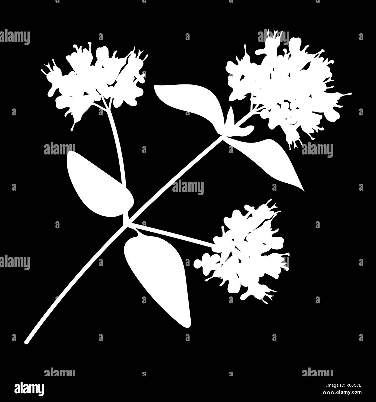 Oregano or marjoram leaves isolated logo icon. white silhouette. Vector illustration. Stock Vector
