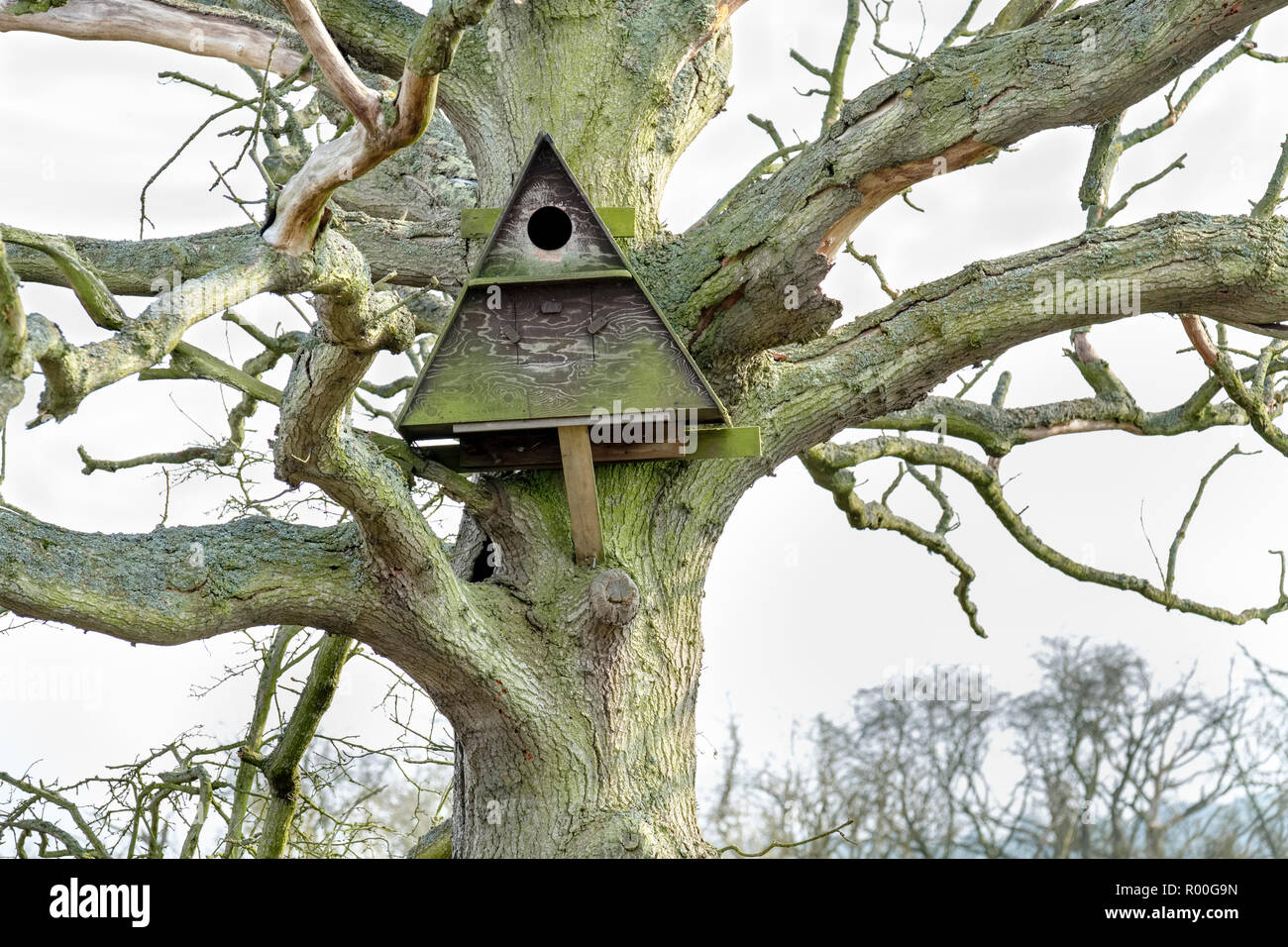 Lichen covered Barn Owl nest box housed in a dead oak tree. Hazlewood Marshes, Suffolk, England, UK Stock Photo