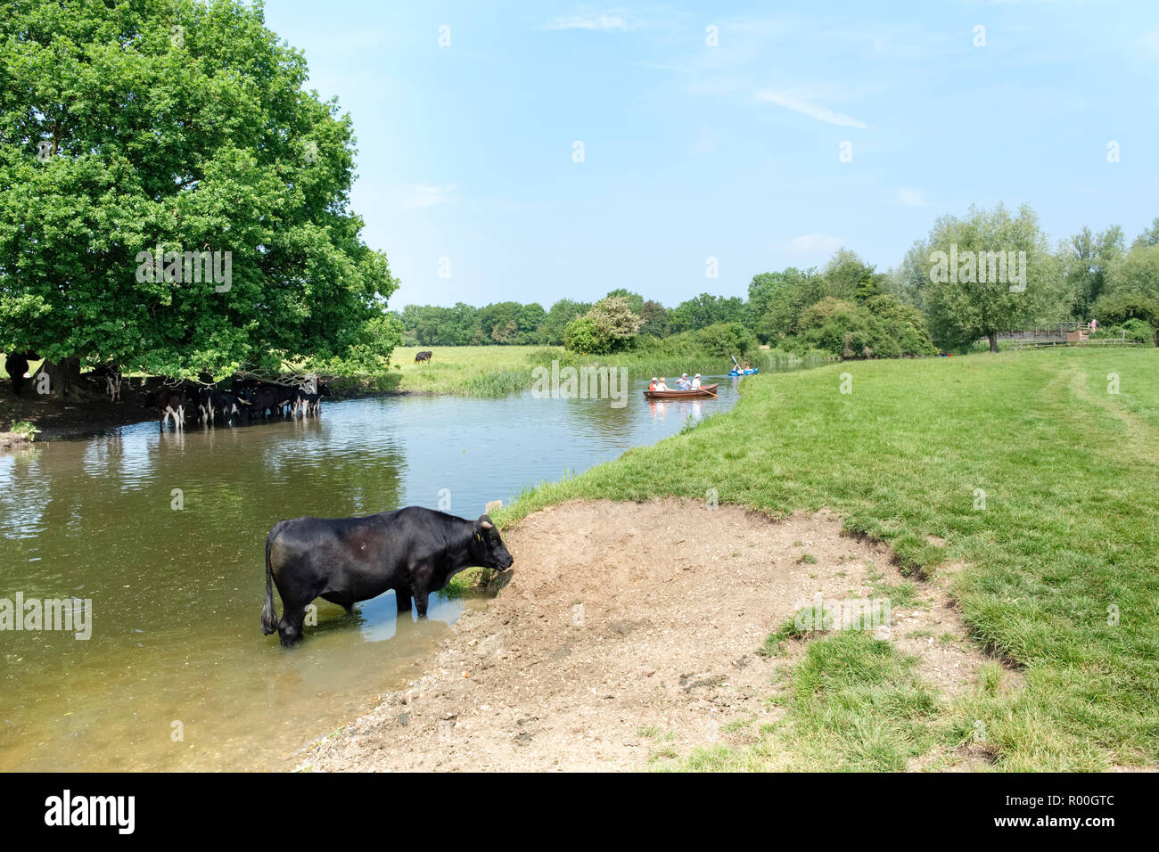 Cows cooling off in the river Stour near Flatford Mill, East Bergholt, Suffolk, England, UK Stock Photo