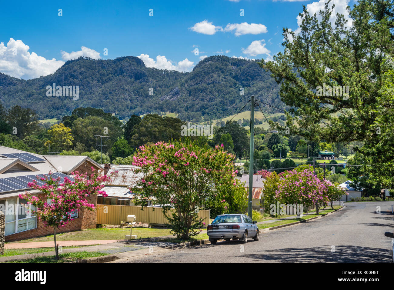 flowering trees in Tyrell Street, Gloucester with view of the Bucketts Mountains, Manning district of the Mid North Coast of New South Wales, Australi Stock Photo