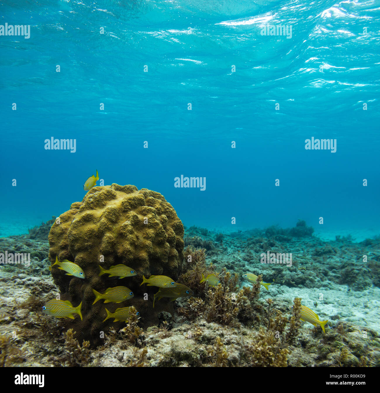 Sea Sponge Surrounded by fish. Stock Photo