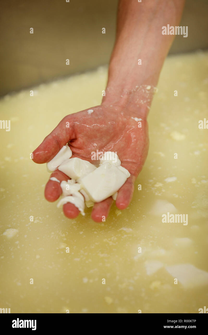 The process of making cheese seperating the Curds from the Whey No. 2 Stock Photo