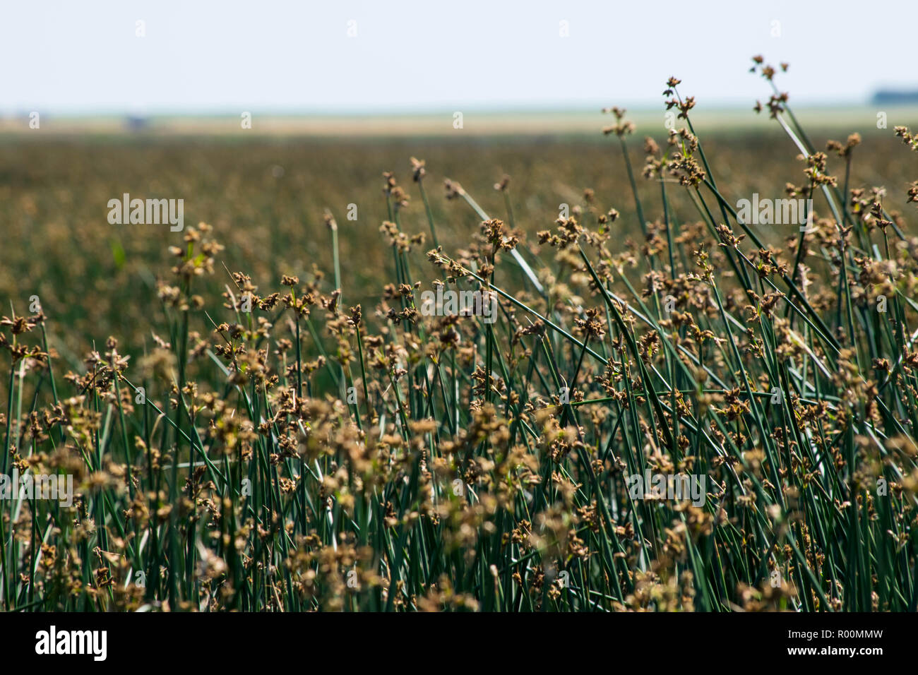 summer scenes in Alberta Stock Photo