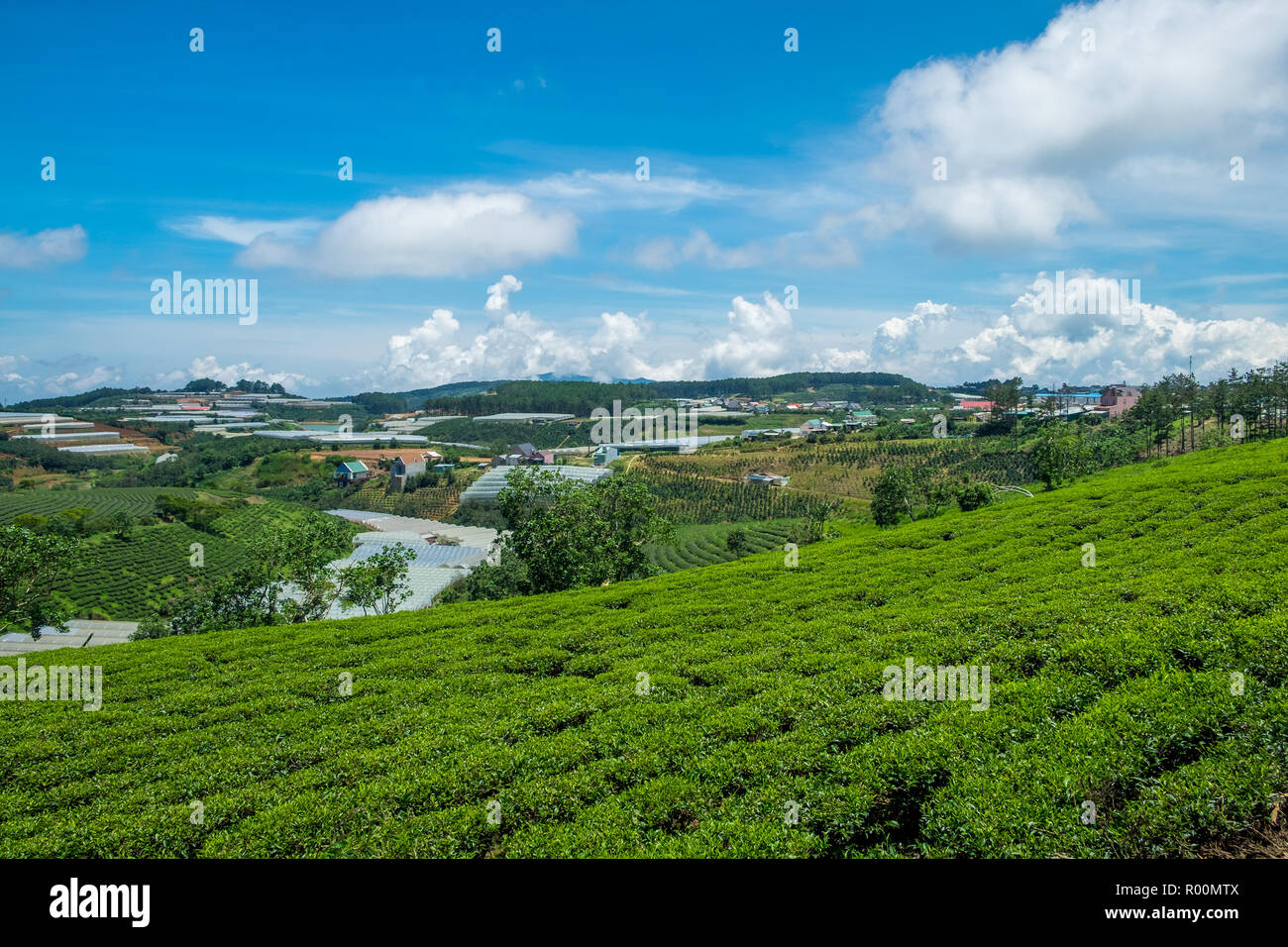 Landscape of Green Tea Hill in Da Lat, Vietnam. Da lat is one of the