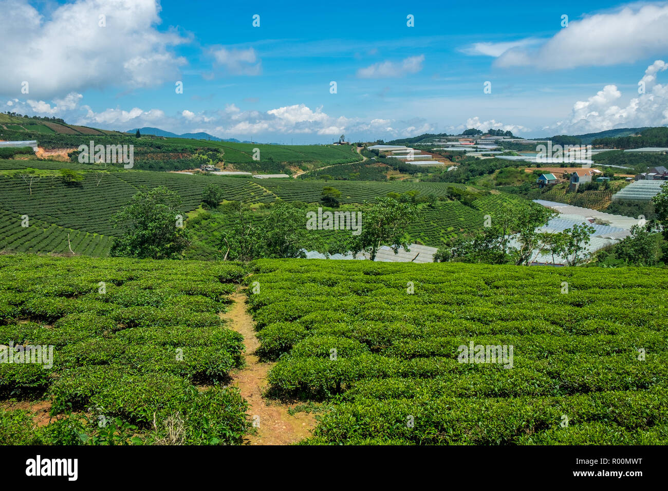 Landscape of Green Tea Hill in Da Lat, Vietnam. Da lat is one of the best tourism cities and aslo one of the largest vegetable and flowers growing are Stock Photo