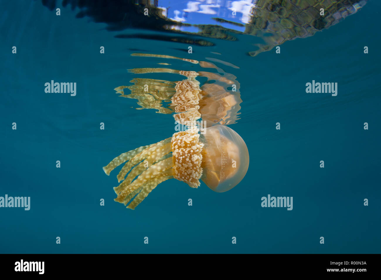 A Golden jellyfish, Mastigias papua, drifts in shallow water in Raja