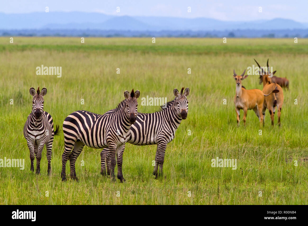 Social herbivores hires stock photography and images Alamy