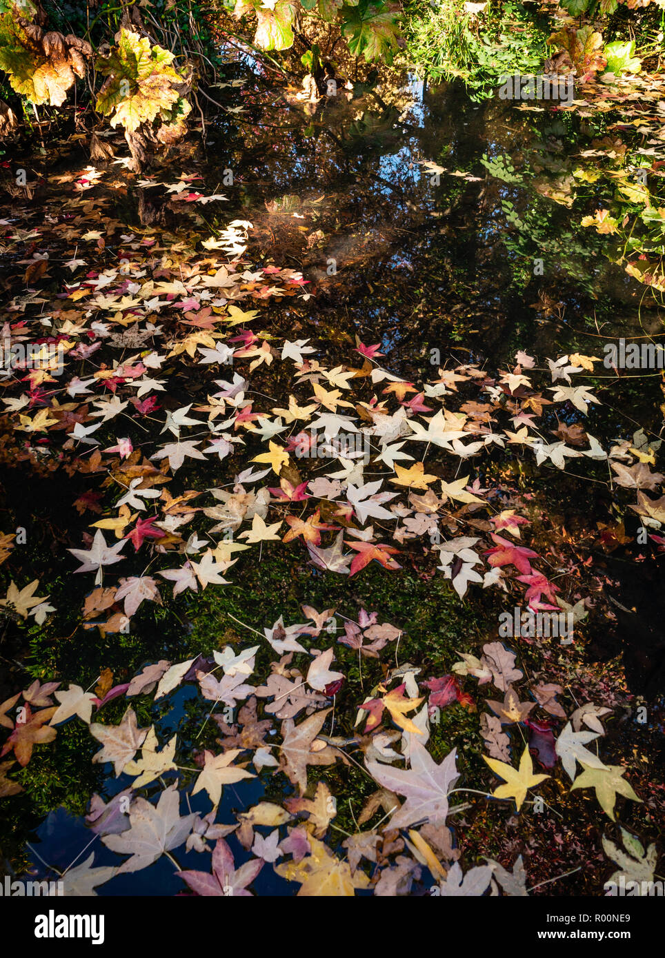 Colourful autumn leaves / foliage floating in a stream, UK Stock Photo