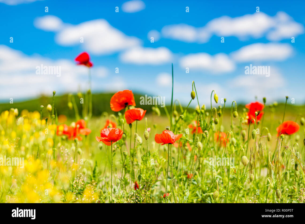 Beautiful summer meadow nature. Spring and summer poppy flowers under blue sky and sunlight. Idyllic spring summer landscape, meadow flowers, nature Stock Photo