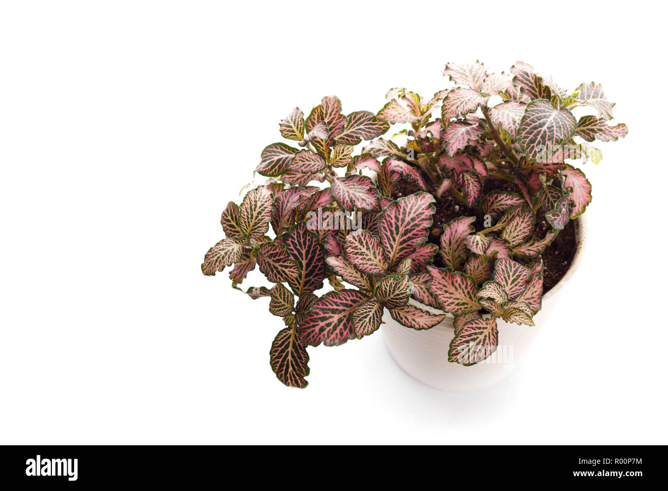 Houseplant fittonia with red leaves in white modern flowerpot isolated Stock Photo