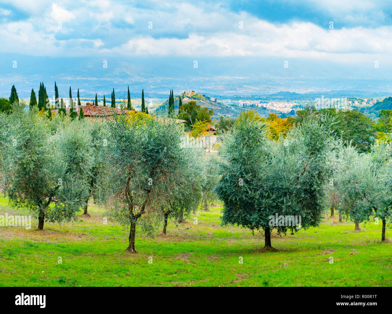 Olive trees in Chianti overlooking Montaio, Cavrglia and Valdarno in autumn, Tuscany, Italy Stock Photo