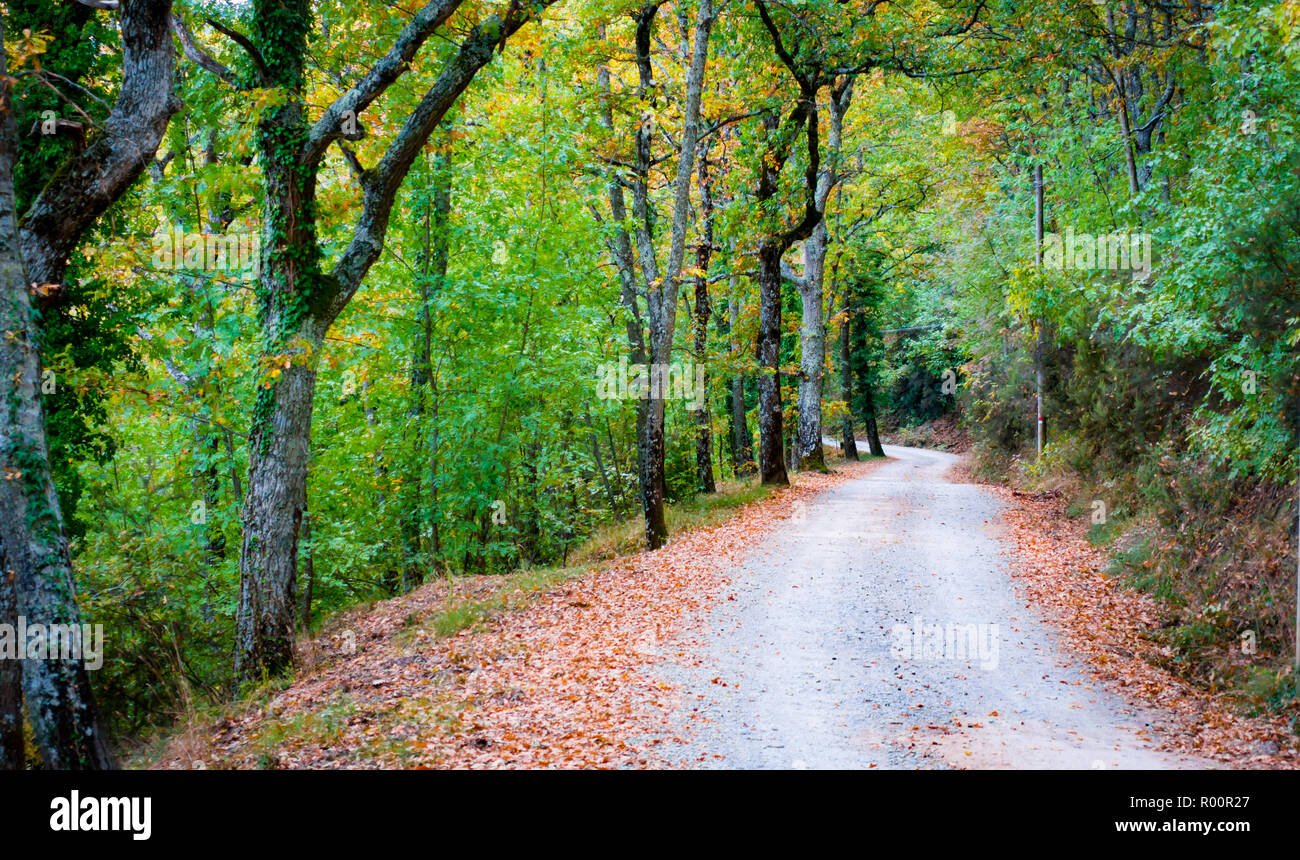 Unpaved road in the autumnal forest near Badia a Coltibuono, Gaiole in Chianti, Siena, Tuscany, Italy Stock Photo