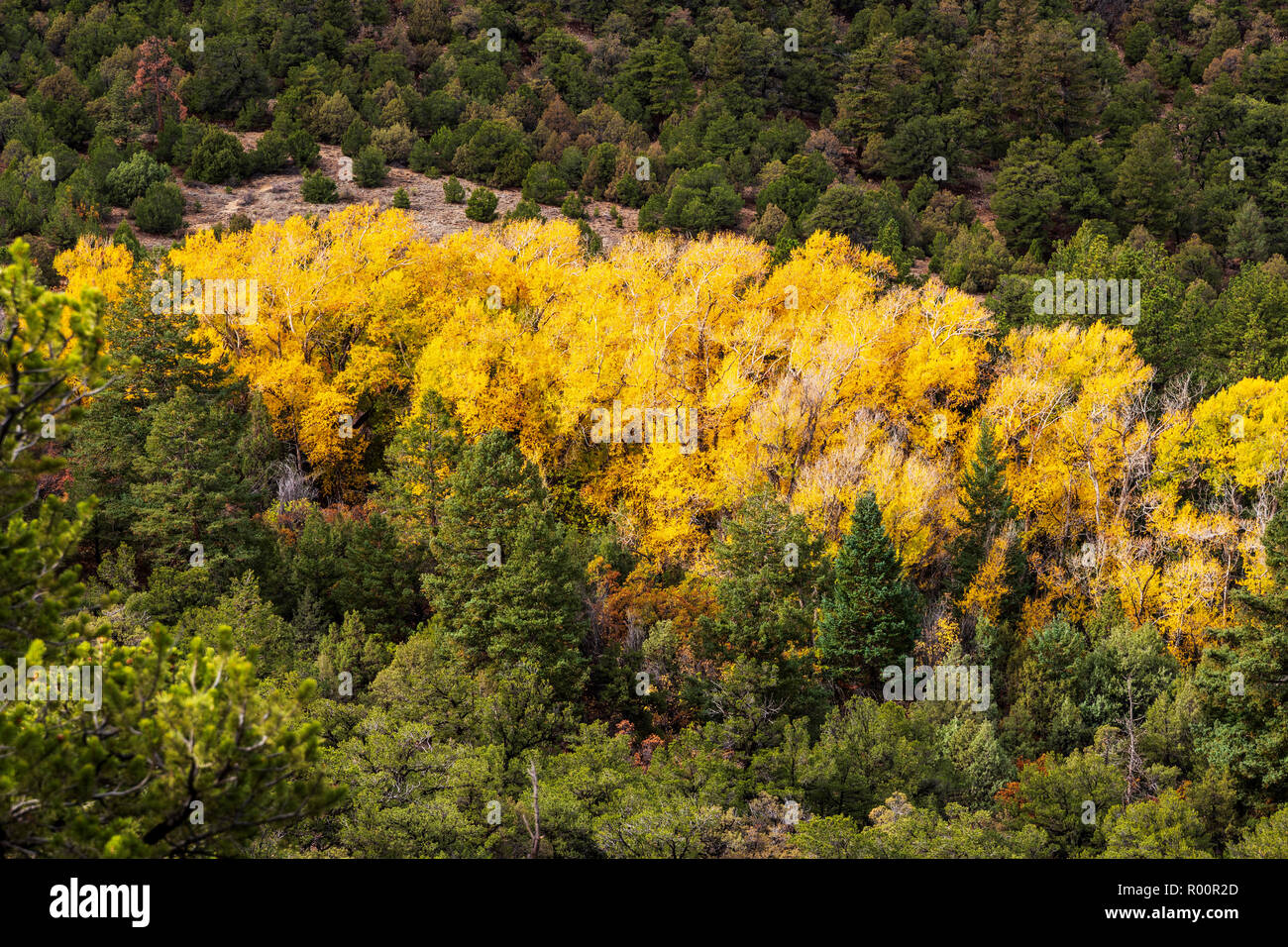 Aspen trees in autumn show golden leaf color; central Colorado; USA Stock Photo