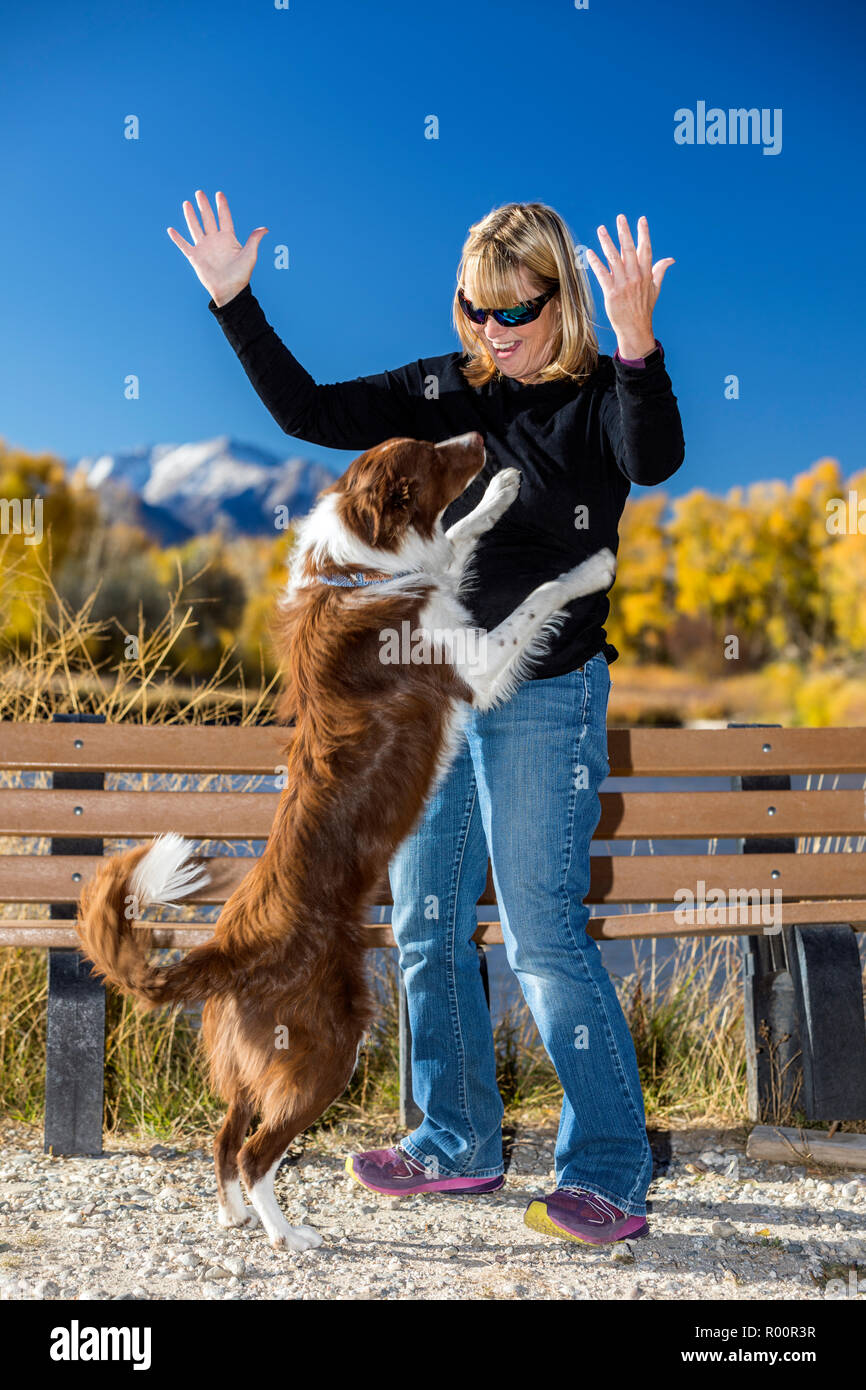 Woman with her friendly jumping Border Collie dog in a park; near Salida; Colorado; USA Stock Photo