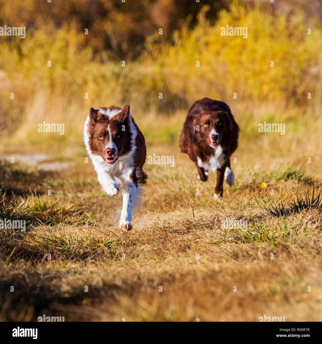 Two Border Collie dogs running outside in a park near Salida; Colorado