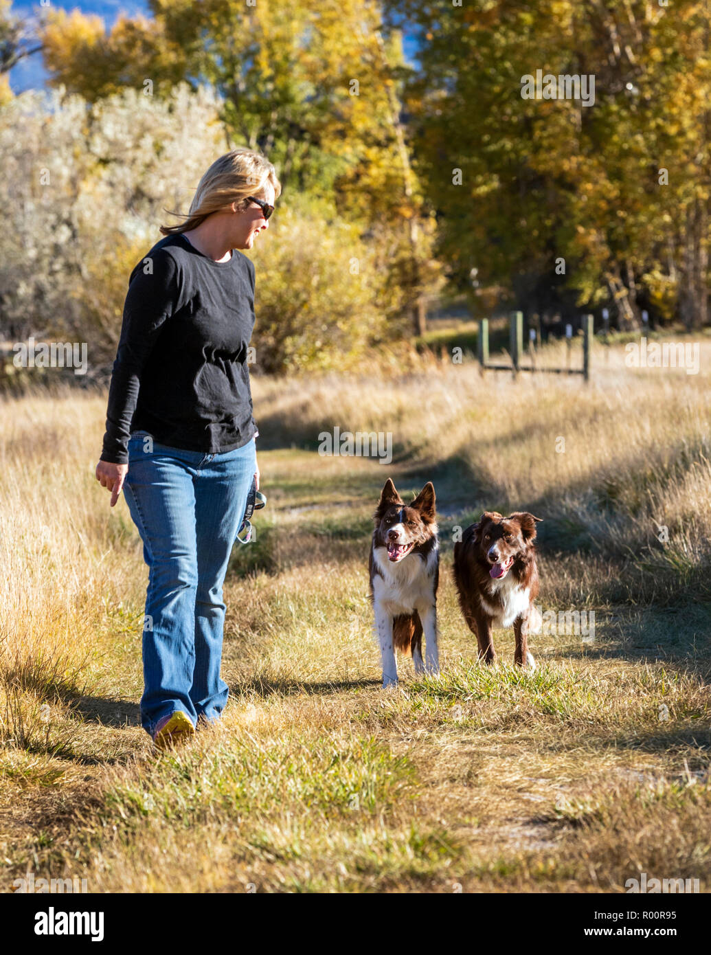 Woman walking two Border Collies in a park near Salida; Colorado; USA Stock Photo