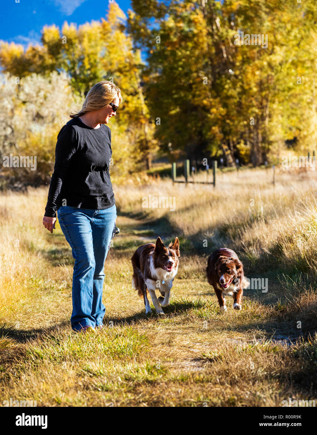 Woman walking two Border Collies in a park near Salida; Colorado; USA Stock Photo