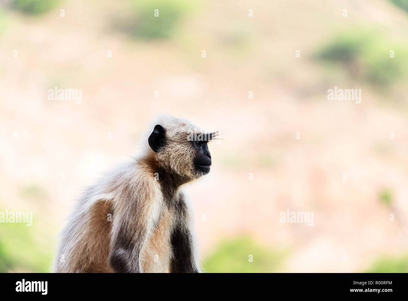 Dusky Leaf Monkey, NatureRules1 Wiki