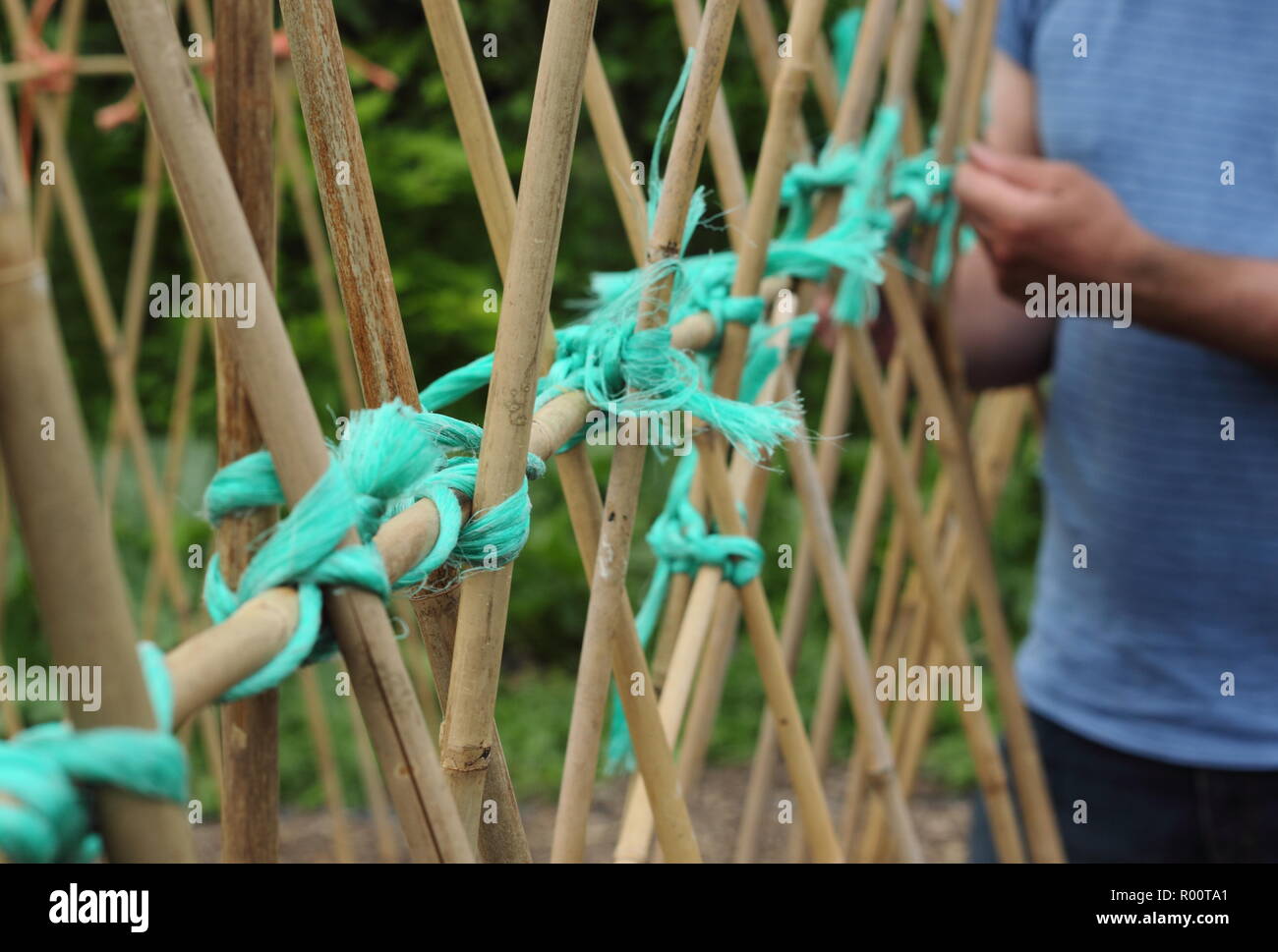 Putting up support cane A frame for climbing and runner beans, spring, UK Stock Photo
