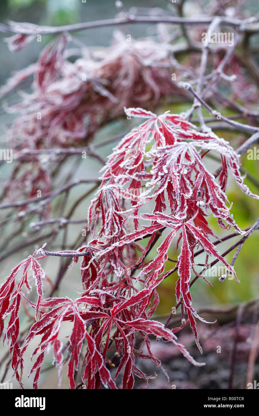 Acer palmatum dissectum leaves in the frost. Stock Photo