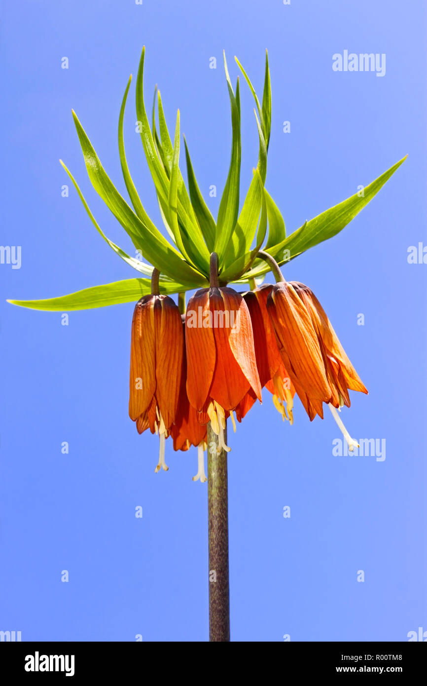 Spring orange flower on the background of blue sky. Common name of