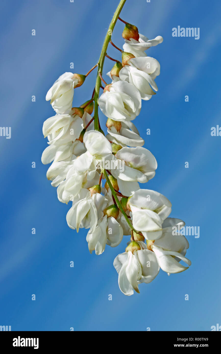 Inflorescence of white acacia against the background of blue sky Stock Photo