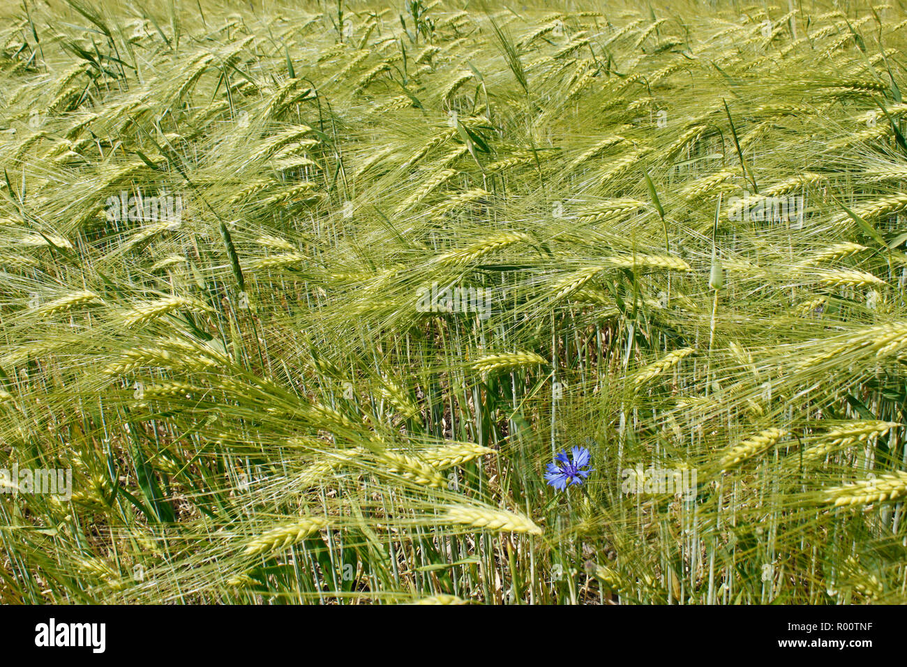 Barley field during flowering period. Fine day in early summer Stock Photo