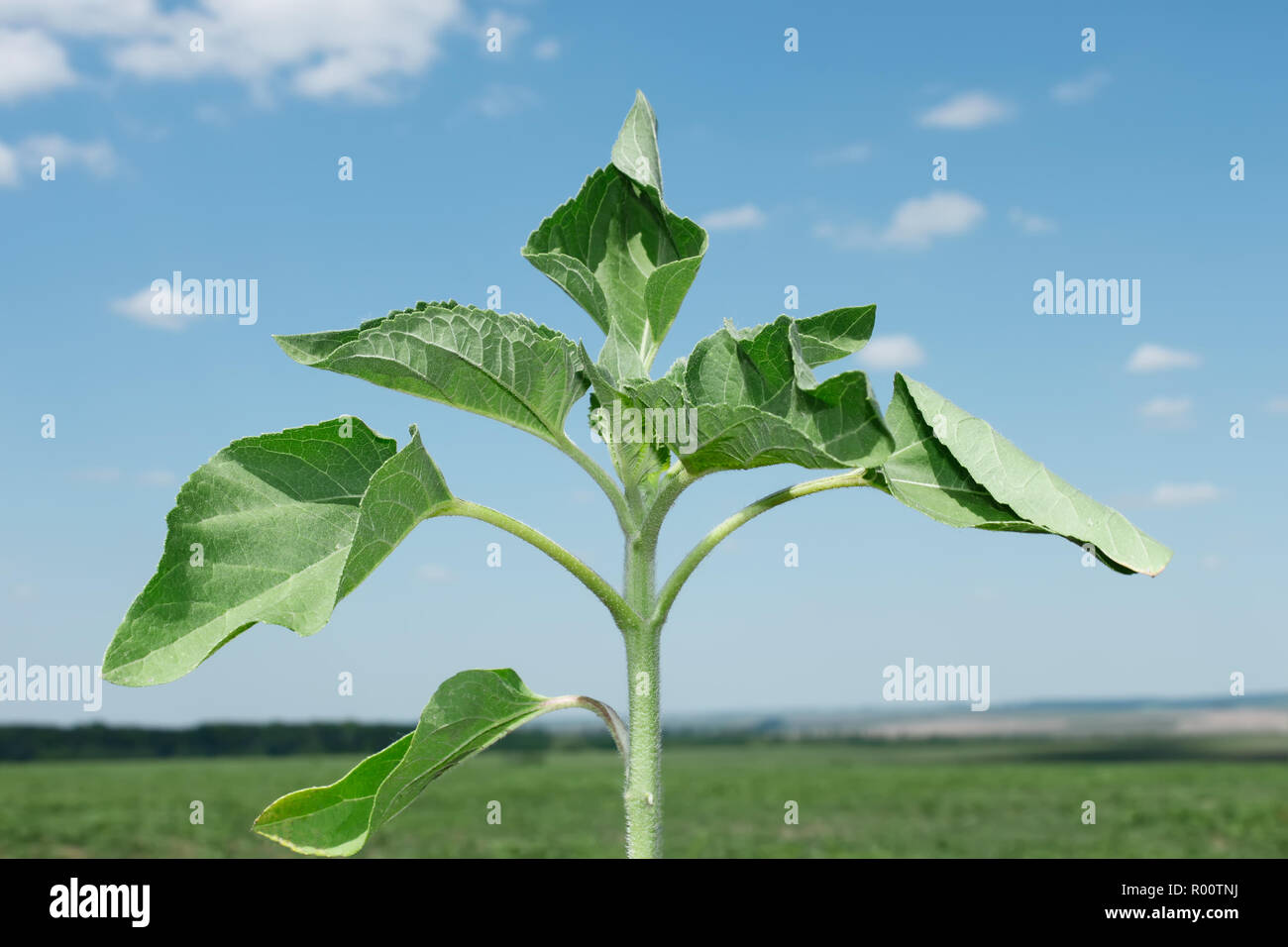 Young sunflower plant on the background of the field and bluish sky Stock Photo