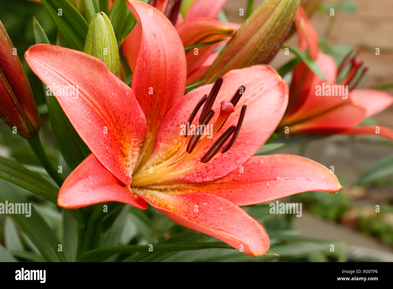 Pink lily flower in flower beds after the rain. Macro photo Stock Photo -  Alamy