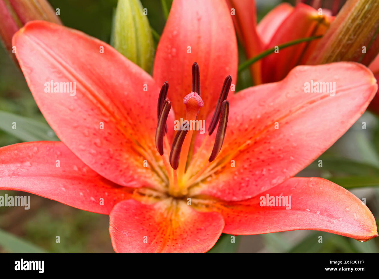 Pink lily flower after the rain. Macro photo Stock Photo Alamy