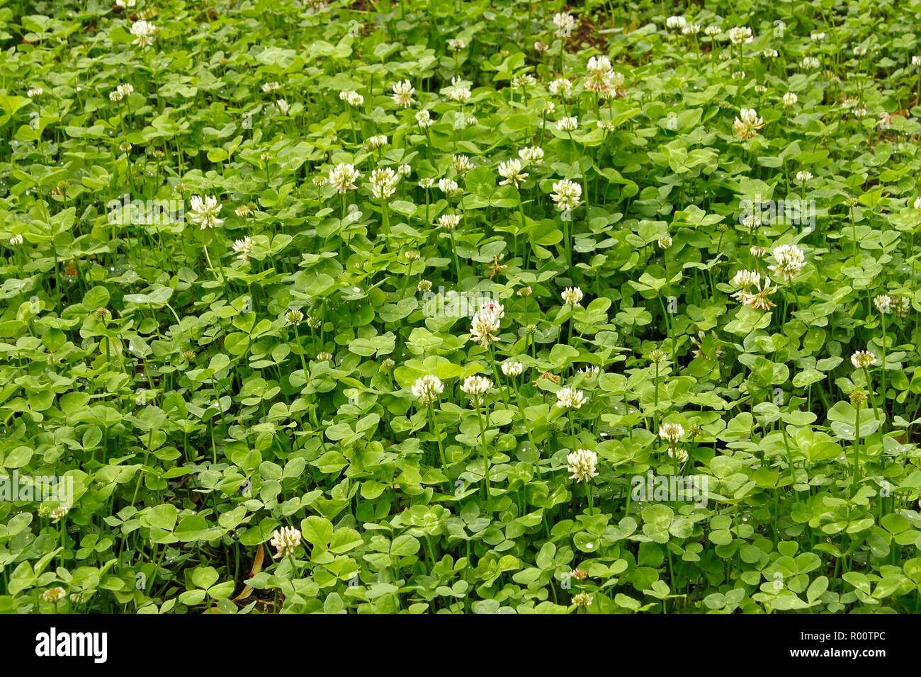White clover flowers flowering in the meadow Stock Photo