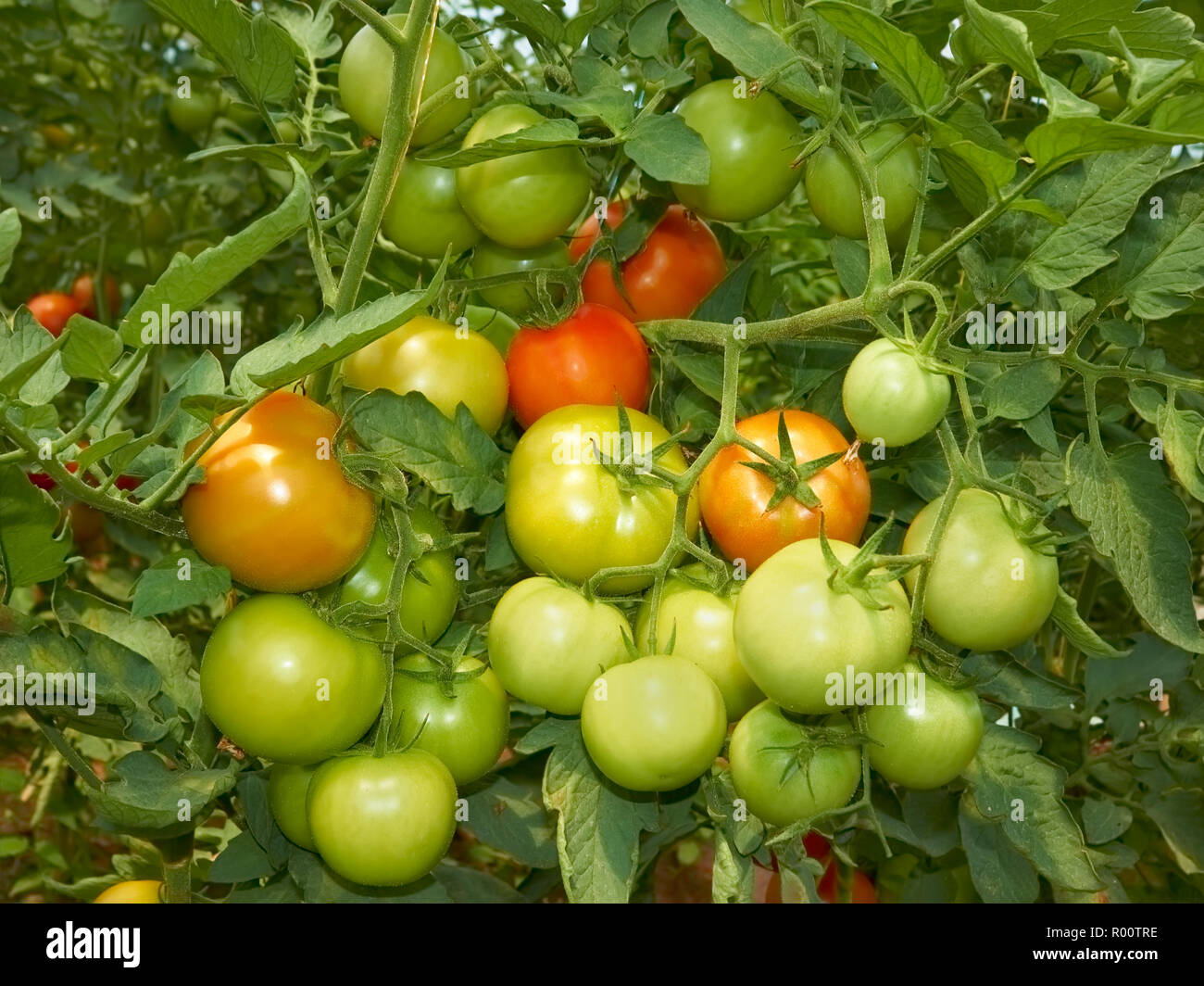 Big bunch with green and red tomatoes growing in the greenhouse Stock ...