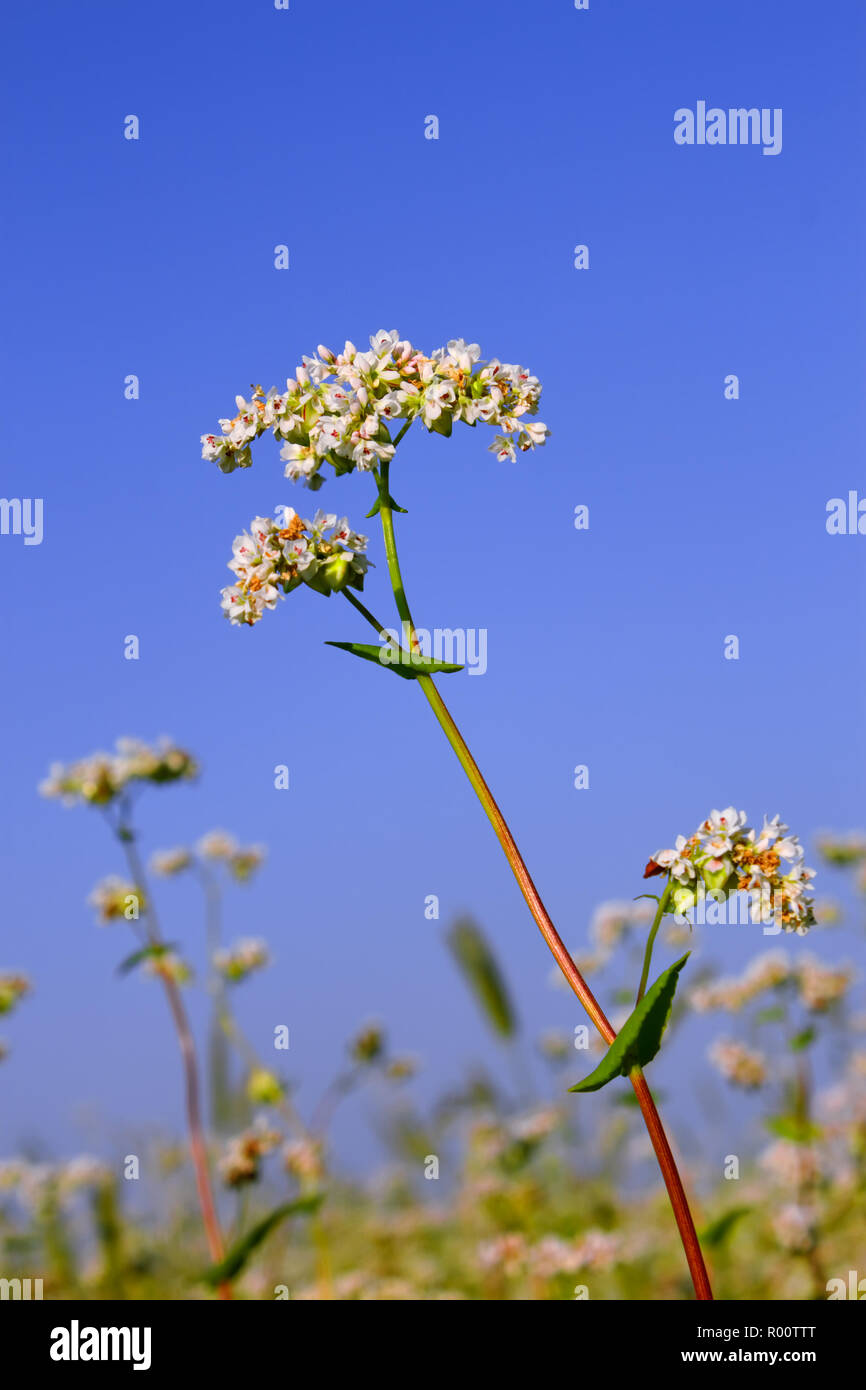 Buckwheat inflorescence on the background of buckwheat fields and blue sky Stock Photo