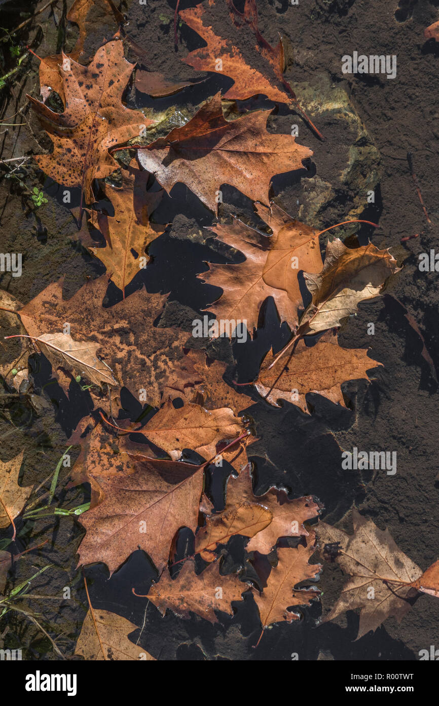 Leaves floating in water hi-res stock photography and images - Alamy