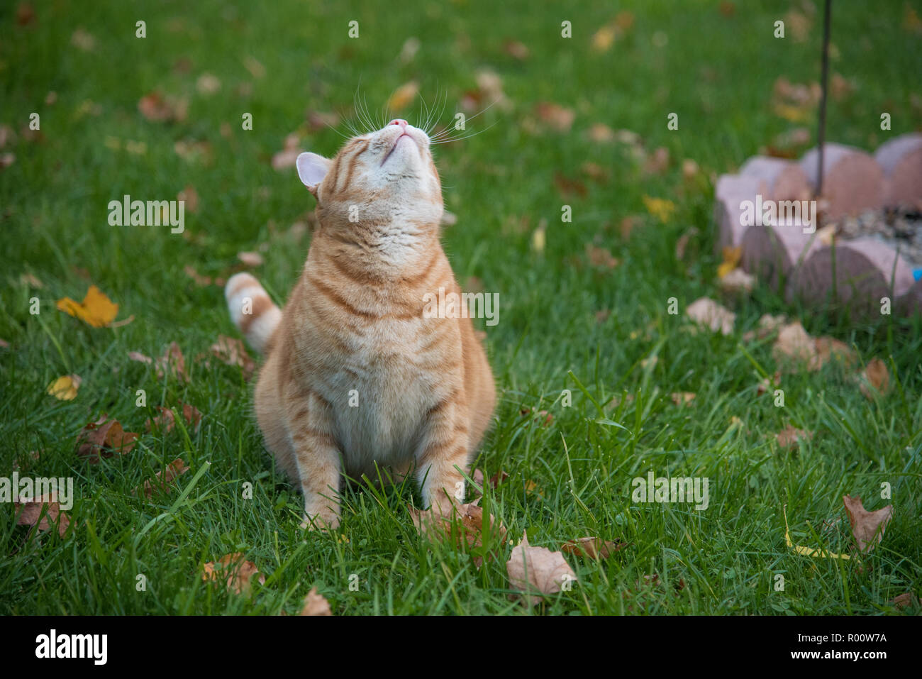 Orange Tabby Cat looking up at the birds in his yard. He is hunting from a seated position on the green grass. Autumn leaves are falling on the ground Stock Photo