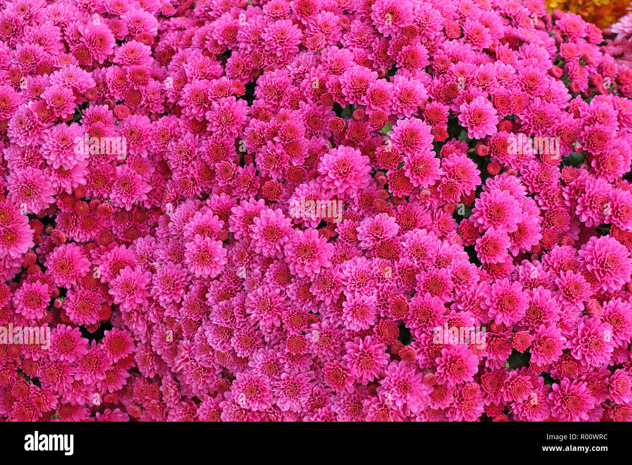 A bouquet of beautiful chrysanthemum flowers outdoors. Chrysanthemums ...